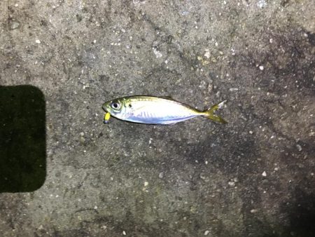 久しぶりのアジング