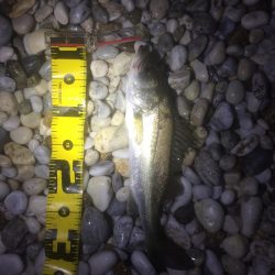 アジング好調！