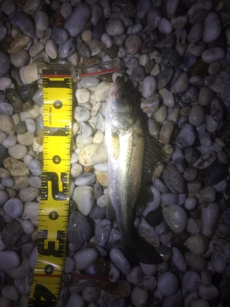 アジング好調！