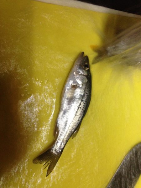 雨あがりのシーバスフィッシング！