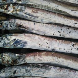 阿南市の那賀川河口でタチウオ好調