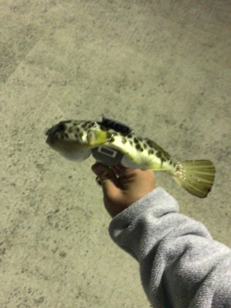 能登島でアジング