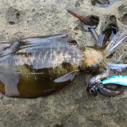 イカも成長してます