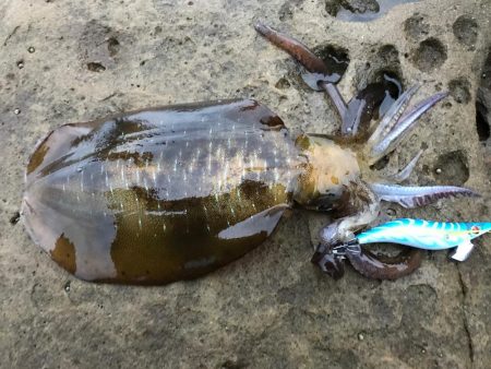 イカも成長してます