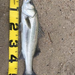 朝明川 ウェーディング