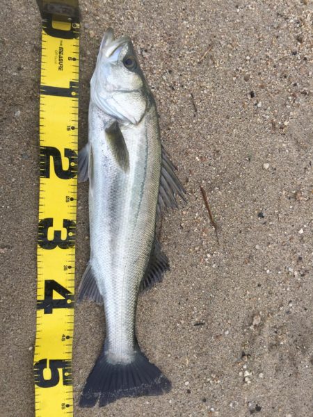 朝明川 ウェーディング