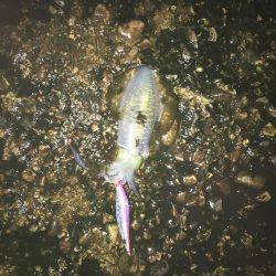 雨の中のエギング