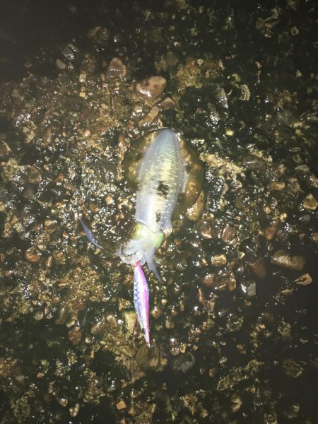 雨の中のエギング