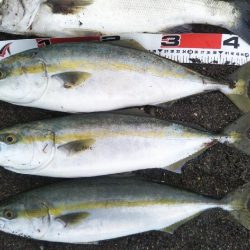 阿南市でハマチ、シーバス、タチウオ好調