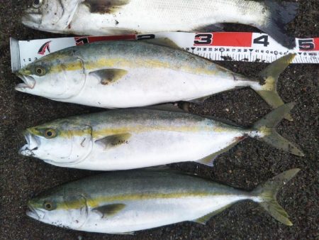 阿南市でハマチ、シーバス、タチウオ好調
