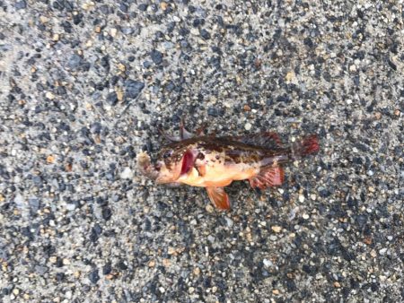 山口県東栄3丁目４４  釣具屋で聞いたポイ…