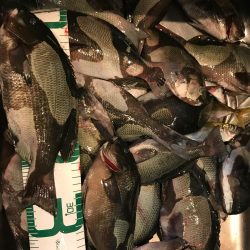 魚津港 フカセ夜釣りグレ入れ食い！