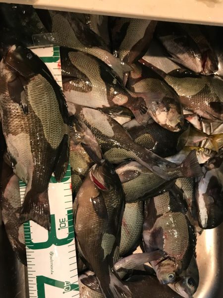 魚津港 フカセ夜釣りグレ入れ食い！