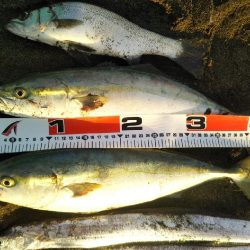 阿南市でツバス、シーバス、タチウオ好調