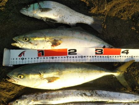 阿南市でツバス、シーバス、タチウオ好調