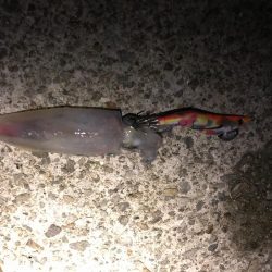 厳しいエギング