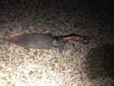 厳しいエギング