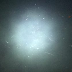 超豆アジの戯れ