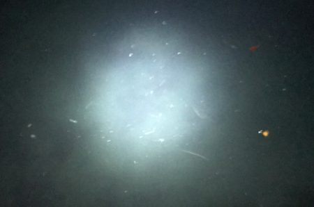 超豆アジの戯れ