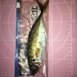 ニューロッドに鱗付！ アジング