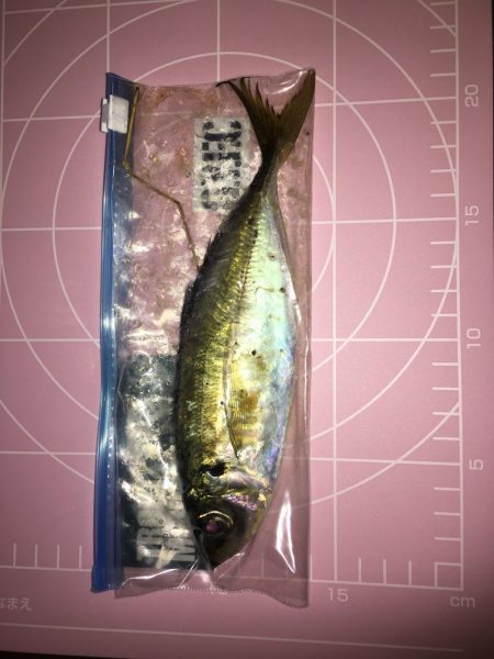 ニューロッドに鱗付！ アジング