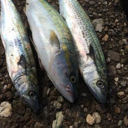 朝練してきました