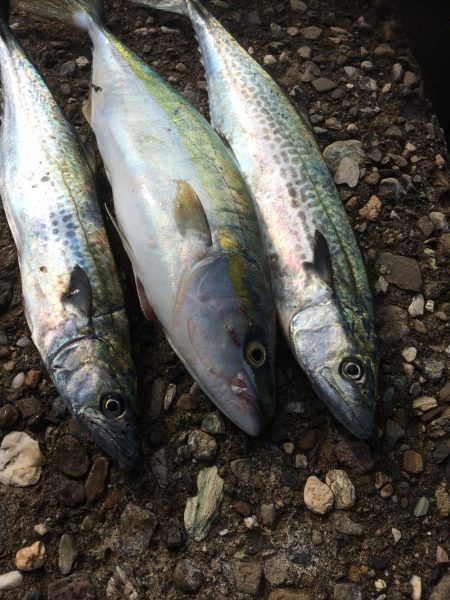 朝練してきました