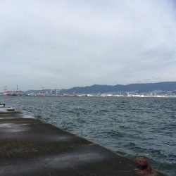 武庫川一文字でサゴシ