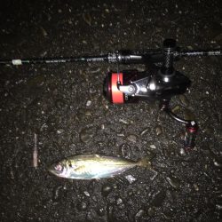 舞洲アジング絶好調