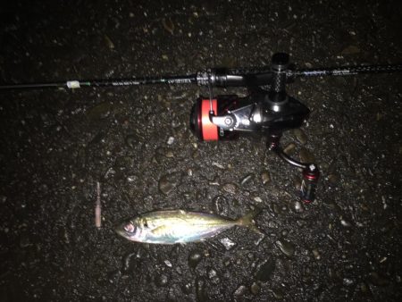 舞洲アジング絶好調