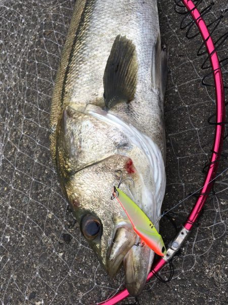 まさかの投げ練中のヒット！