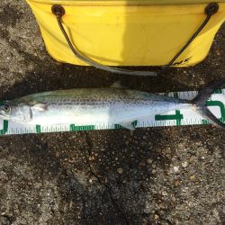 タチウオ来てます。