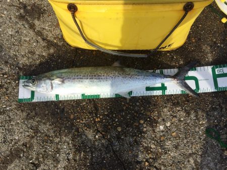 タチウオ来てます。