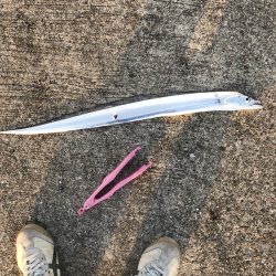 青物狙いでしたが。。。