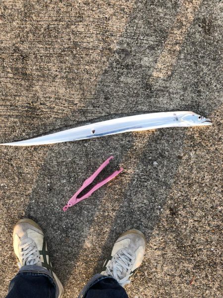 青物狙いでしたが。。。