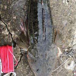 茶色いのんやけど