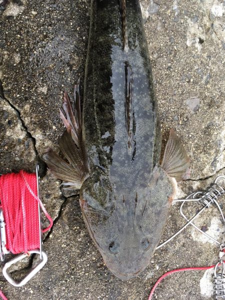 茶色いのんやけど