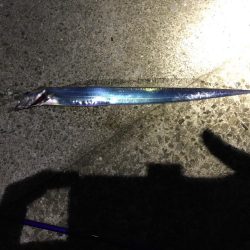 新規開拓でタチウオ絶好調！