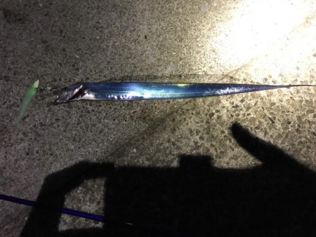 新規開拓でタチウオ絶好調！