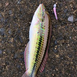 漁港ワームを使いました。