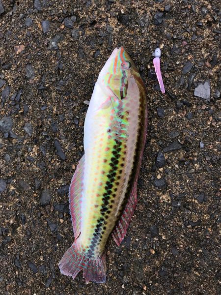 漁港ワームを使いました。