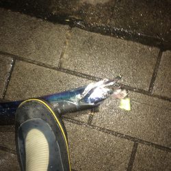 イワシの引き釣り