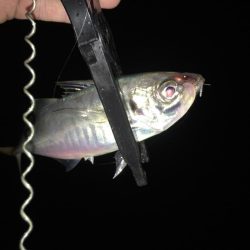 中アジ連発(･∀･)