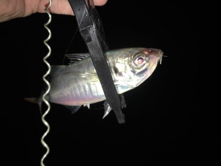 中アジ連発(･∀･)