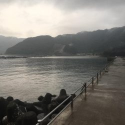 雨 小浜  エギング