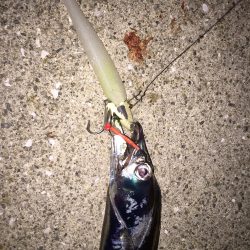 やっとタチウオ釣ったったわー