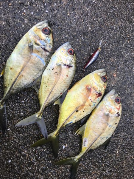 タチウオ、メッキ