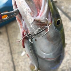 ハマチ祭り⁉︎