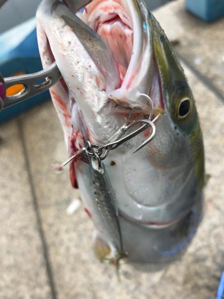 ハマチ祭り⁉︎