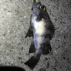 久しぶりのアジング